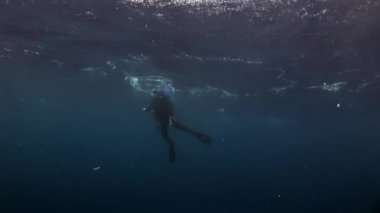 Deniz yatağının arka planında dalgıçlar suyun altında.