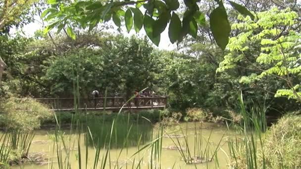 Landscaping near Inti-Nan Museum. — Stock Video