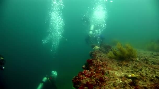 Dykare under vatten på bakgrunden av havsbotten. — Stockvideo