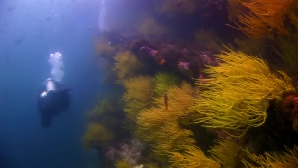 Duikers onderwater op de achtergrond van de zeebodem. — Stockvideo