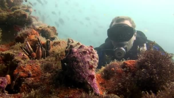 Водолазы под водой на фоне морского дна. — стоковое видео