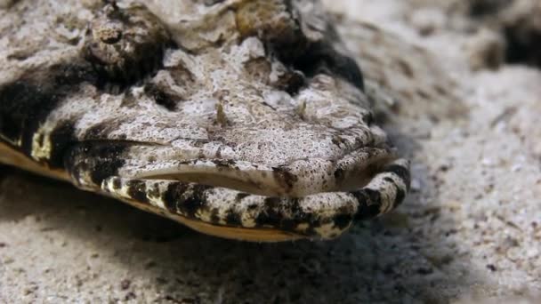 Cocodrilo de pescado en el fondo arenoso de un arrecife tropical . — Vídeo de stock