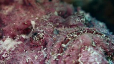 Lionfish iskorpit temiz deniz dibinin sualtı üzerinde.