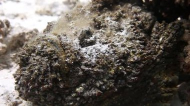 Lionfish iskorpit temiz deniz dibinin sualtı üzerinde.