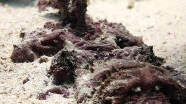 Lionfish iskorpit üzerinde su altında temiz.