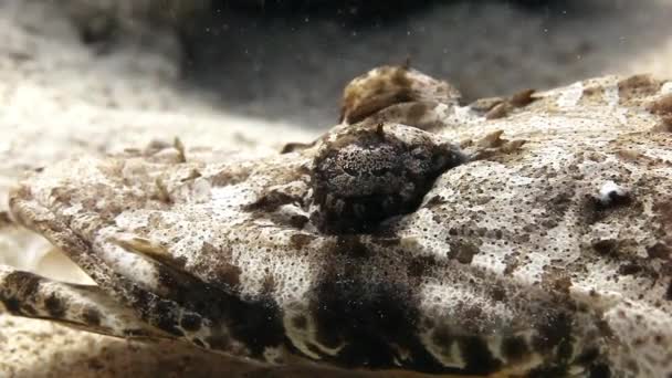 Fisk krokodil på sandbotten i ett tropiska rev. — Stockvideo