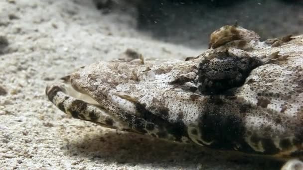 Crocodilo de peixe em fundo arenoso de um recife tropical . — Vídeo de Stock