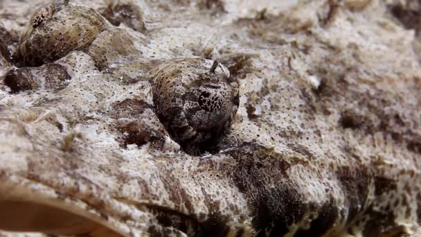 Cocodrilo de pescado en el fondo arenoso de un arrecife tropical . — Vídeos de Stock