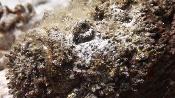 Peixes escorpiões de peixe-leão em leito marinho limpo subaquático . — Vídeo de Stock