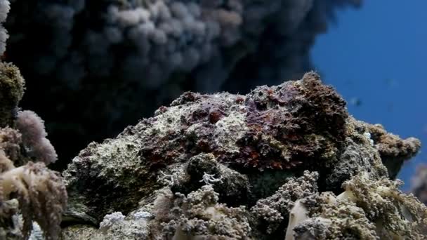 Lionfish scorpion fish on clean underwater. — Stock Video