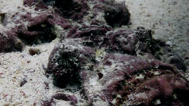 Peixe escorpião de peixe-leão em subaquático limpo . — Vídeo de Stock