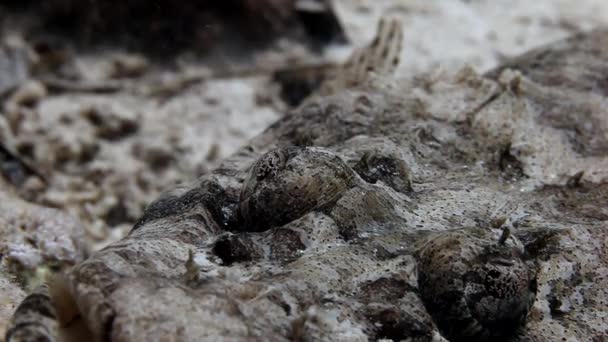 Coccodrillo di pesce su fondo sabbioso di una barriera corallina tropicale . — Video Stock