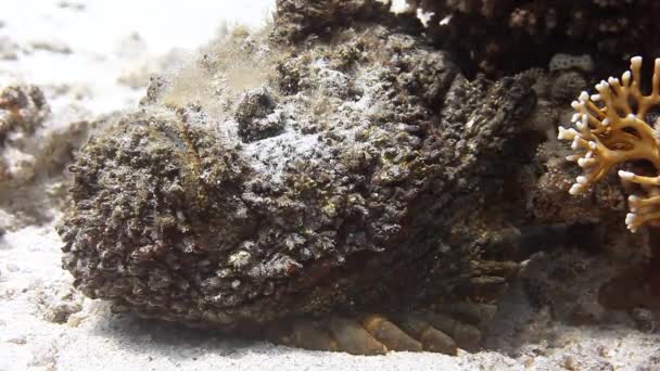 Σκορπίνα lionfish στον καθαρό πυθμένα υποβρύχια. — Αρχείο Βίντεο
