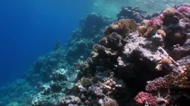 Resifin tepesi çeşitli mercan sualtı Kızıldeniz.