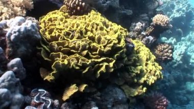 Resifin tepesi çeşitli mercan sualtı Kızıldeniz.
