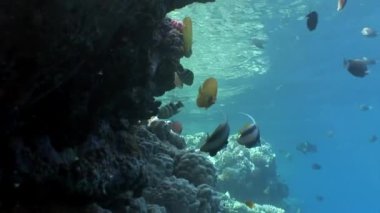 Temiz mavi mercan balık sualtı Kızıldeniz arka plan.