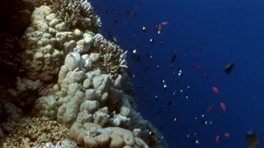 Temiz mavi mercan balık sualtı Kızıldeniz arka plan.