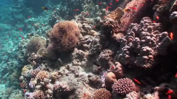 Reef of various corals underwater Red sea. — Stock Video