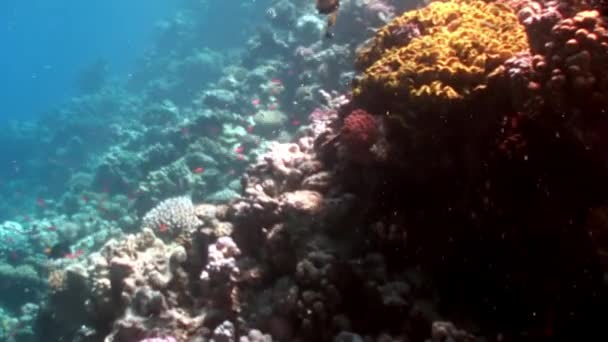 Ύφαλος διάφορα κοράλλια υποβρύχια Ερυθρά θάλασσα. — Αρχείο Βίντεο