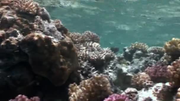 Arrecife de varios corales bajo el agua Mar Rojo . — Vídeos de Stock