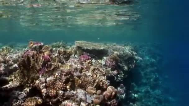 Recife de vários corais subaquáticos Mar Vermelho . — Vídeo de Stock