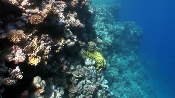 Barriera Corallina Vari Coralli Sottomarini Mar Rosso Colorato Mondo Natura — Video Stock