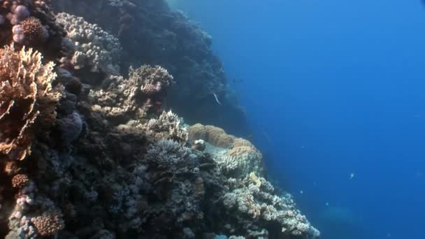Ψάρια των Κοραλλιών καθαρό μπλε φόντο υποβρύχια Ερυθρά θάλασσα. — Αρχείο Βίντεο