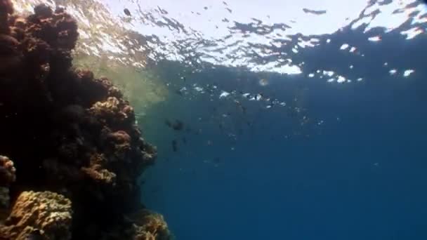 Fish in coral on clean blue background underwater Red sea. — Stock Video