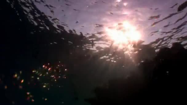 Peces en coral sobre fondo azul limpio bajo el agua Mar Rojo . — Vídeo de stock