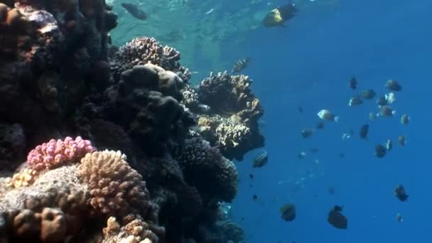 Ryby v coral na čisté modré pozadí pod vodou Rudého moře. — Stock video