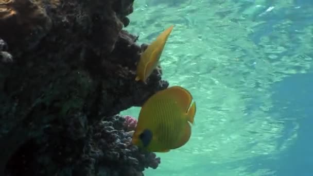 Ikan di karang pada latar belakang biru bersih di bawah air Laut Merah . — Stok Video