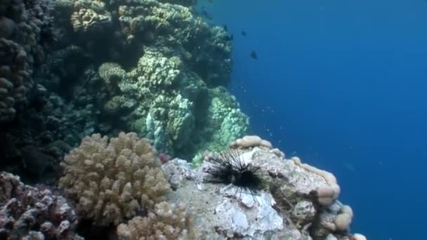 Fisk äter döda Svarta havet urchin Echinothrix diadema under vattnet. — Stockvideo