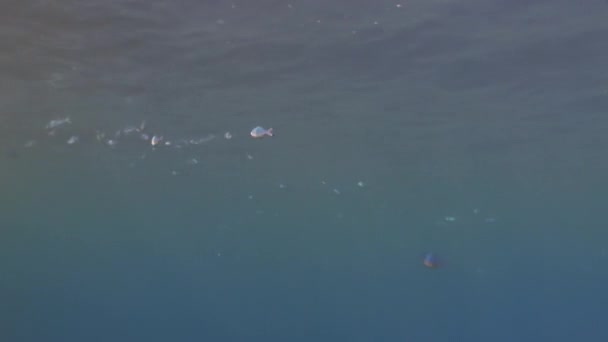 Риби в коралових на чистий блакитний тло під водою Червоного моря. — стокове відео