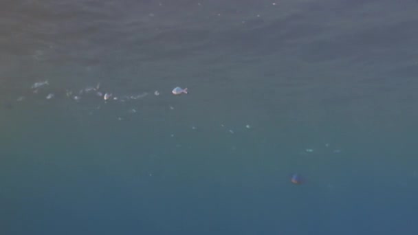 Peces en coral sobre fondo azul limpio bajo el agua Mar Rojo . — Vídeos de Stock