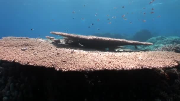 Récif de divers coraux sous-marins Mer Rouge . — Video