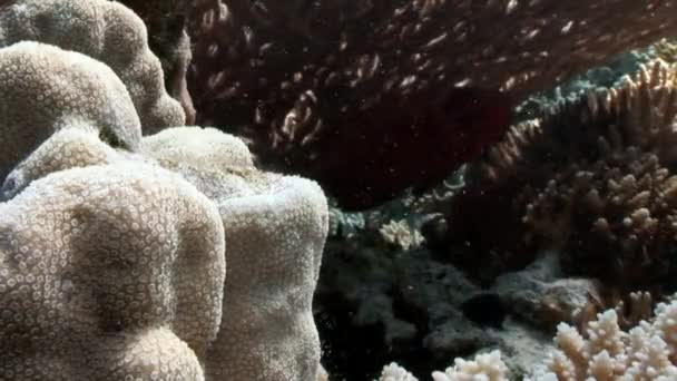 Rafa różne korale podwodnego Morza Czerwonego. — Wideo stockowe