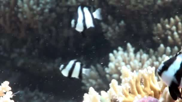 Ryby w coral na czyste niebieskie tło podwodnego Morza Czerwonego. — Wideo stockowe