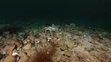 Kral yengeçler sualtı deniz yatağı üzerinde Kamçatka Barents Denizi'nin üzerinde.