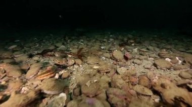 Tarak sualtı deniz yatağı üzerinde Kamçatka Barents Denizi'nin üzerinde.