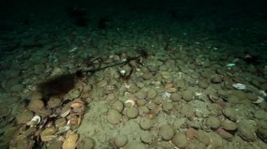 Deniz tarak ve yengeç sualtı Kamçatka dibinin üzerinde.