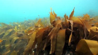 Arktik Okyanusu mavi deniz arka plan üzerinde dev yosun su altında.