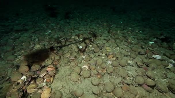 Havet pilgrimsmussla och krabba under vattnet på havsbotten i Kamtjatka. — Stockvideo