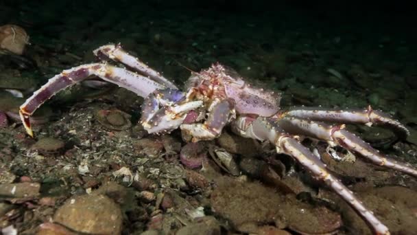 Королівського краба їсть під водою на морському дні Баренцова моря на Камчатці. — стокове відео