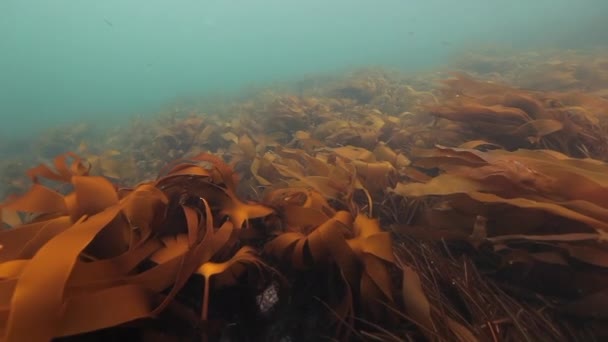 Riesenalgen unter Wasser auf dem Grund der Barentssee. — Stockvideo