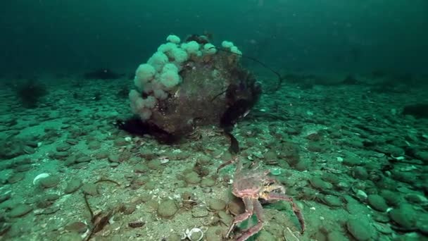 Koning krabben en zee schelp onderwater op zeebodem van Kamtsjatka. — Stockvideo