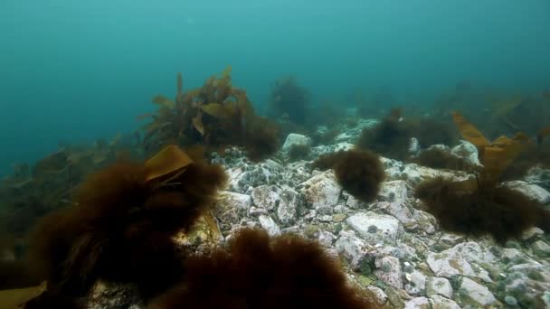 Obří řasy pod vodou na pozadí modré Marine v Severním ledovém oceánu. — Stock video