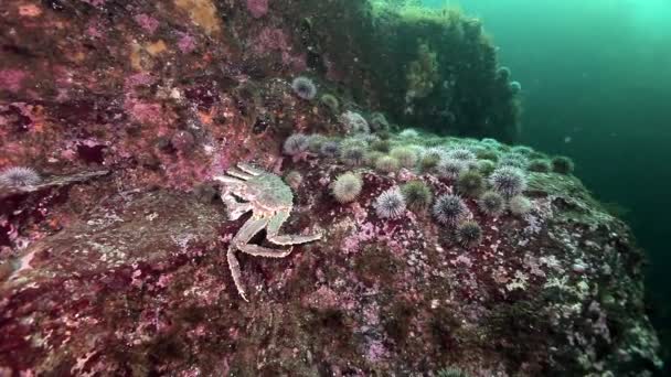 Koning krabben en zee-egels onderwater op zeebodem van Kamtsjatka. — Stockvideo