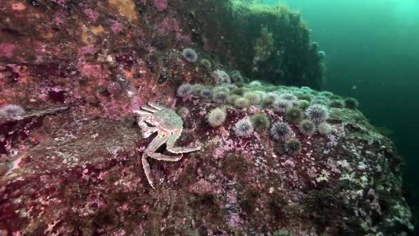 Caranguejos-rei e ouriço-do-mar subaquático no fundo do mar de Kamchatka . — Vídeo de Stock