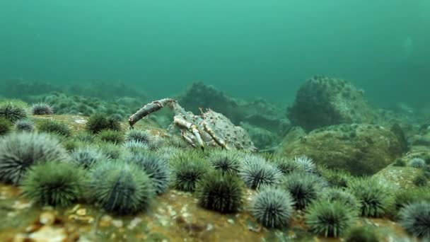 Cangrejos reales y erizos de mar bajo el agua en los fondos marinos de Kamchatka . — Vídeos de Stock