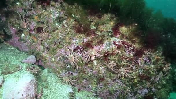 Kamtjatka krabbor under vattnet på havsbotten i Barents hav. — Stockvideo